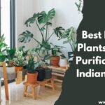 Daily Cleaning Routine for a Tidy Indian Home